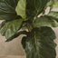 Pack of 2 x Fiddle Leaf Tree Real Touch 1.32m