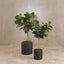Pack of 2 x Fiddle Leaf Tree Real Touch 1.32m