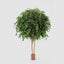 Giant Ficus Exotica Tree Single Trunk