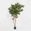 180cm Audrey Ficus Tree