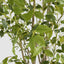 Real Touch Variegated Ficus 270cm