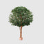 Mix Ficus Giant Tree 550cm