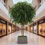 Mix Ficus Giant Tree 550cm