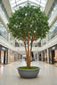 Mix Ficus Giant Tree 550cm