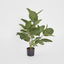 64cm Potted Audrey Ficus Tree