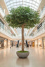 Artificial Ficus Exotica Giant U Type 9680 Lvs 3M - House of Isabella AU