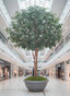 Mix Ficus Giant Tree 6.5M With 41480 Lvs