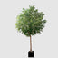 GIANT FICUS NATASJA 6.7M