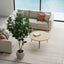 Fiddle Leaf Tree 2m