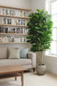 Fiddle Leaf Tree 2m