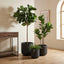 Artificial Fiddle Leaf Tree 168cm - House of Isabella AU