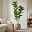 Artificial Fiddle Leaf Tree 168cm - House of Isabella AU