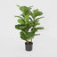 Artificial 93cm Fiddle Leaf Tree x 3 w/45 Lvs - House of Isabella AU