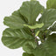 Artificial 93cm Fiddle Leaf Tree x 3 w/45 Lvs - House of Isabella AU