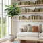 Fiddle Leaf Fig Tree 2m