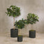 Fiddle Leaf Fig Tree 2m