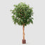 Ficus Natasja Giant Tree 3.8M W 19546 Lv