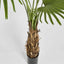 Fan Palm Tree 200cm Green