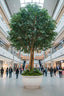 Giant Beech Tree 5.7m