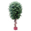 Giant Fat Ficus Tree 6.1m