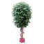 Giant Fat Ficus Tree 6.1m