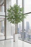 4.2m Ficus Natasja Giant Tree 14142 Leaves in Wood Pot