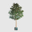 5.7m Giant Ficus Natasja 29070 Lvs