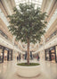 5.7m Giant Ficus Natasja 29070 Lvs