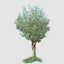 6m Giant Olive Tree