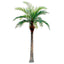 Coconut Palm 5.5m