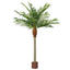 Majesty Palm 4.9m