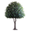 Giant Oak Tree 5.7m