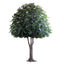 Giant Oak Tree 5.7m