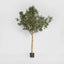 Artificial Giant Olive Tree 2.3m w/13728 Lvs 180 Fr - House of Isabella AU