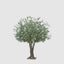 2.5m Giant Olive Tree w/13804 Lvs and 288 Fruits