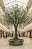 3m Giant Olive Tree w/19278 Lvs 324 Fruits