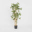 Japanese Bamboo Tree 1.2m