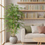 Japanese Bamboo Tree 1.2m