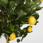 Artificial Golden Lemon Tree 90cm - House of Isabella AU