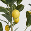UV Lemon Tree 124cm