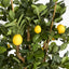 Artificial Lemon Tree 91cm 1026Lvs - House of Isabella AU