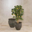 Artificial Lemon Tree 91cm 1026Lvs - House of Isabella AU