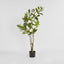 Magnolia Tree in Black Pot