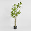 Magnolia Tree in Black Pot