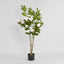 Magnolia Tree in Black Pot