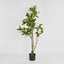 Magnolia Tree in Black Pot