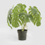 Variegated Monstera Bush 79cm in Black Pot