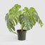 Variegated Monstera Bush 79cm in Black Pot
