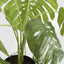 Variegated Monstera Bush 79cm in Black Pot