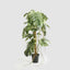 Variegated Monstera Plant 252cm in Black Pot